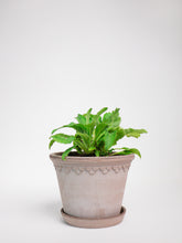 products/SotoProductShootLowQ-2023.jpg
